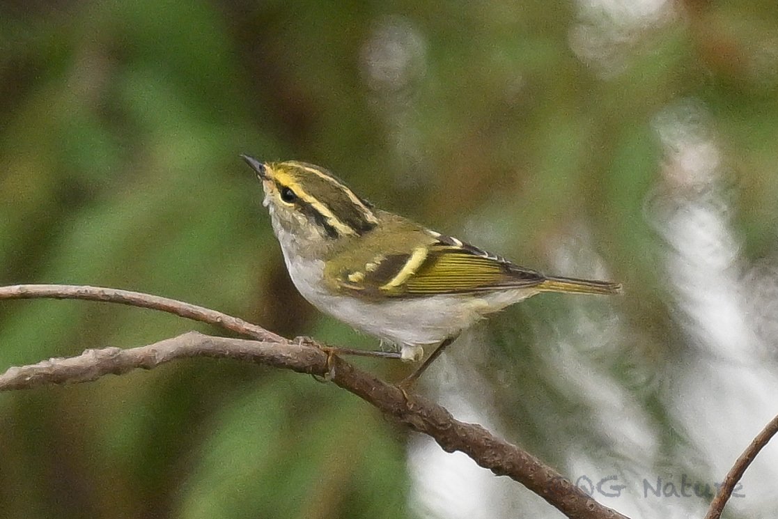 Pallas's Leaf Warbler (Phylloscopus proregulus)