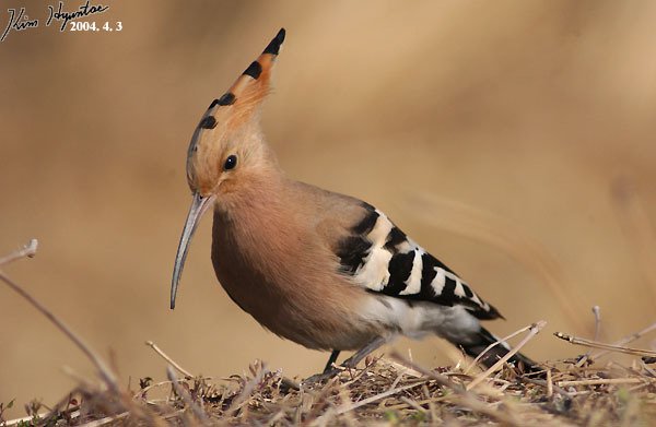 Common Hoopoe (Upupa epops)