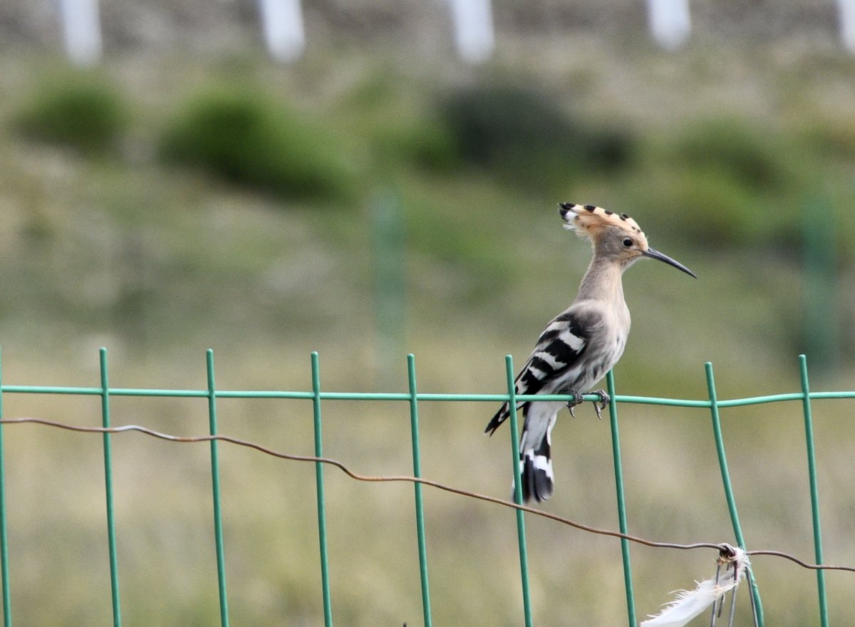Common Hoopoe (Upupa epops)