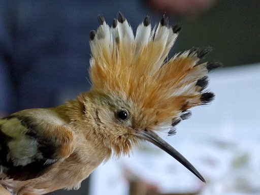 Common Hoopoe (Upupa epops)
