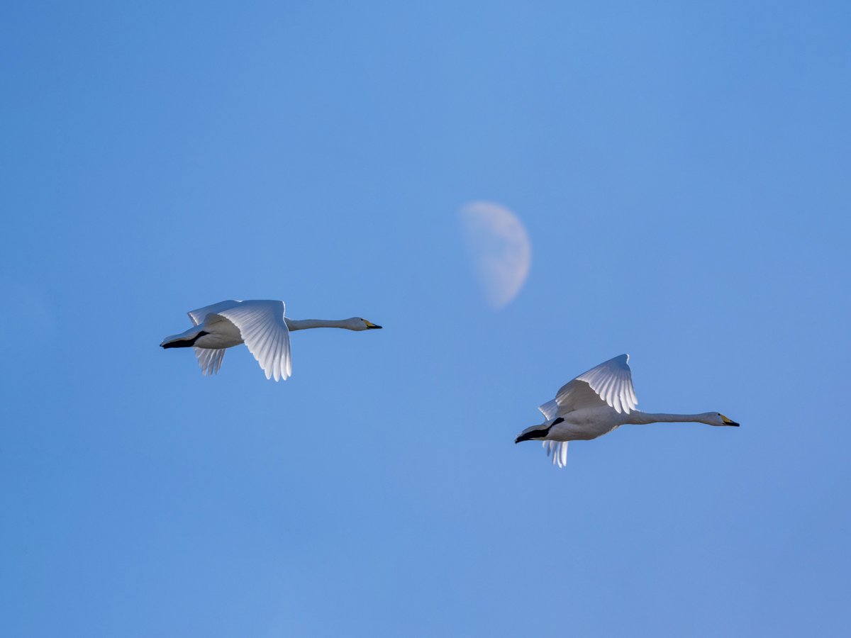 大天鹅 (Cygnus cygnus)