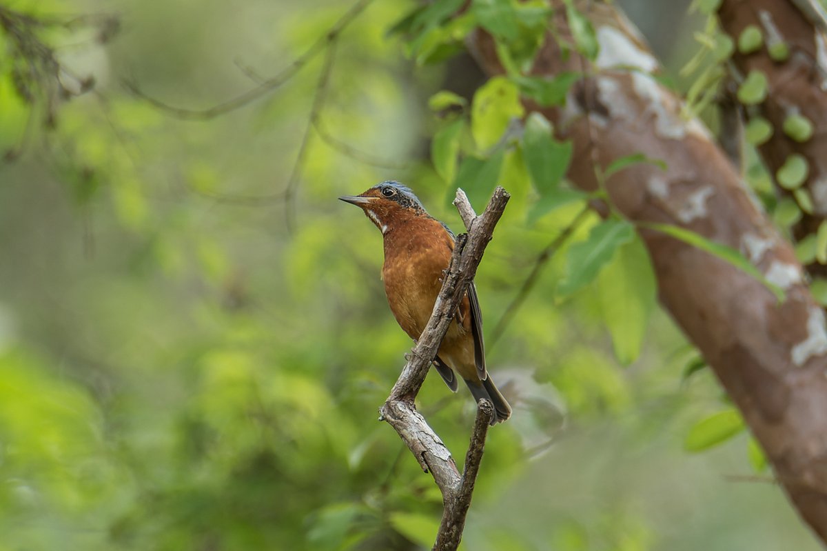 White-throated Rock Thrush (Monticola gularis)