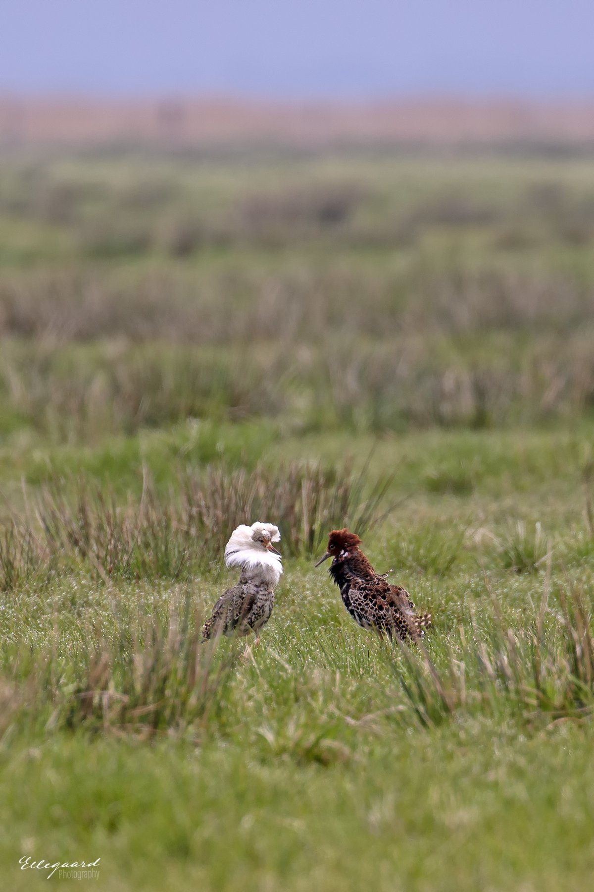 Ruff (Calidris pugnax)