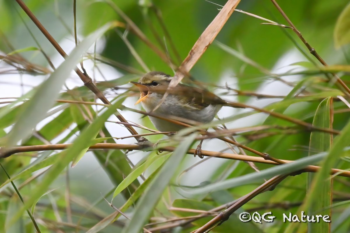 Kloss's Leaf Warbler (Phylloscopus ogilviegranti)