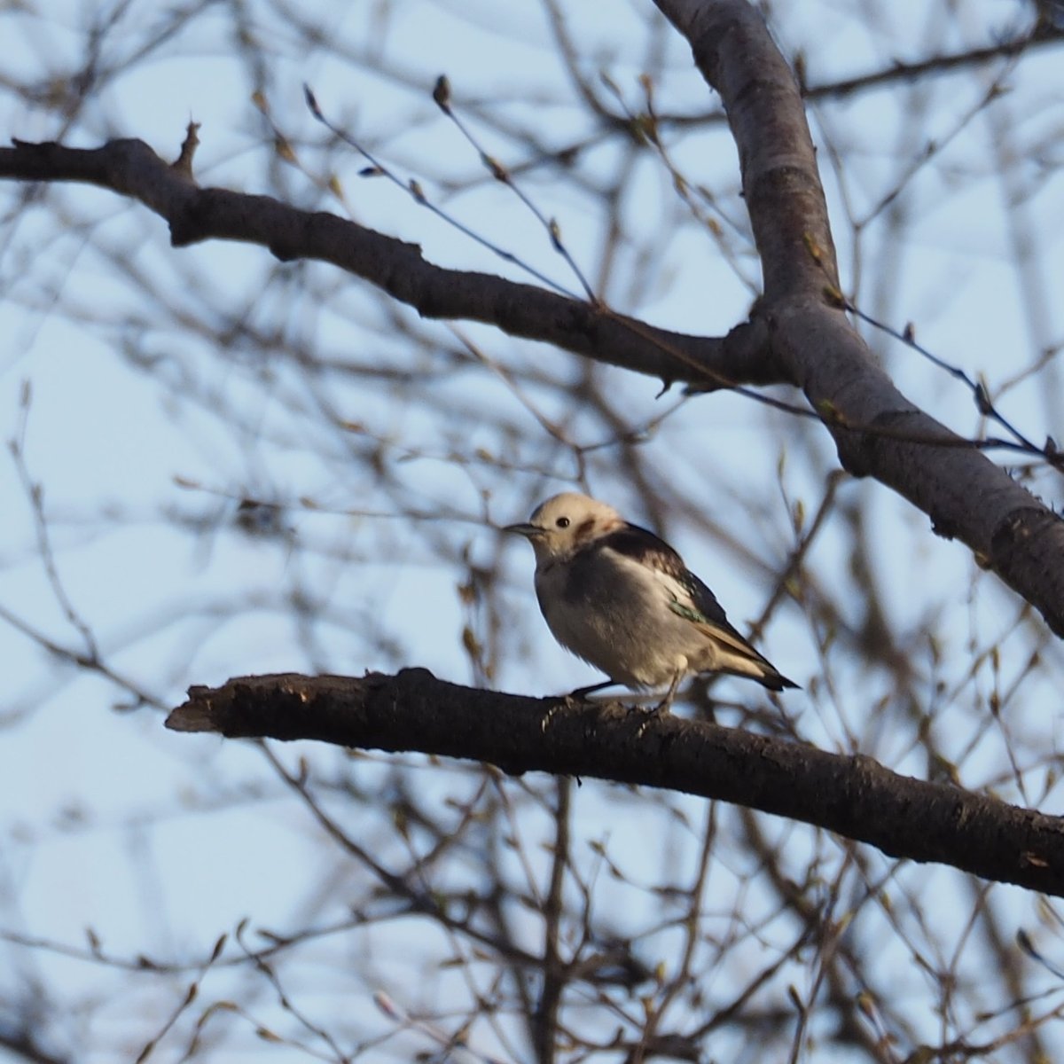 Chestnut-cheeked Starling (Agropsar philippensis)