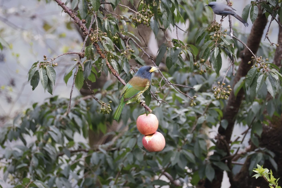 大拟啄木鸟 (Psilopogon virens)