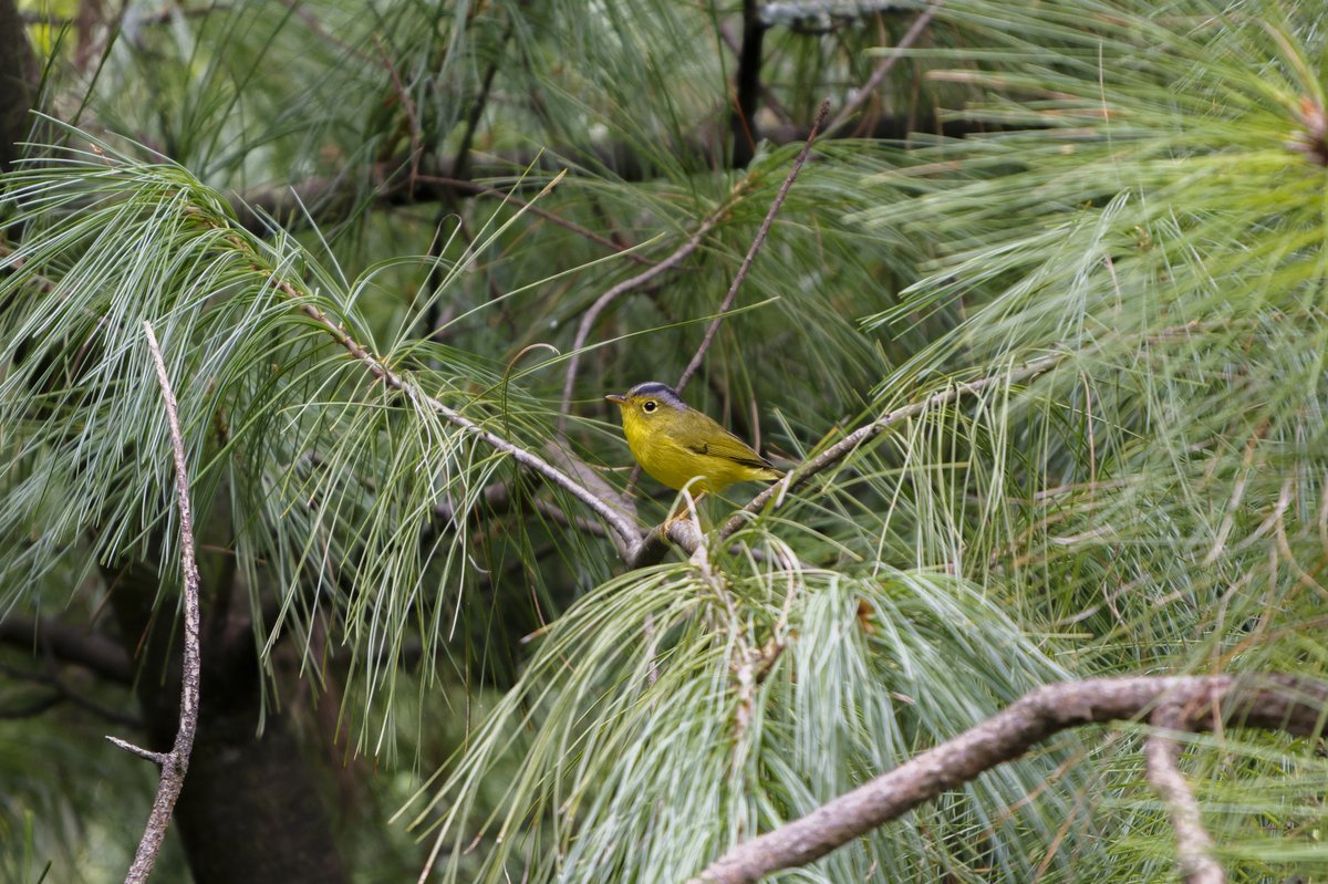 灰冠鹟莺 (Phylloscopus tephrocephalus)