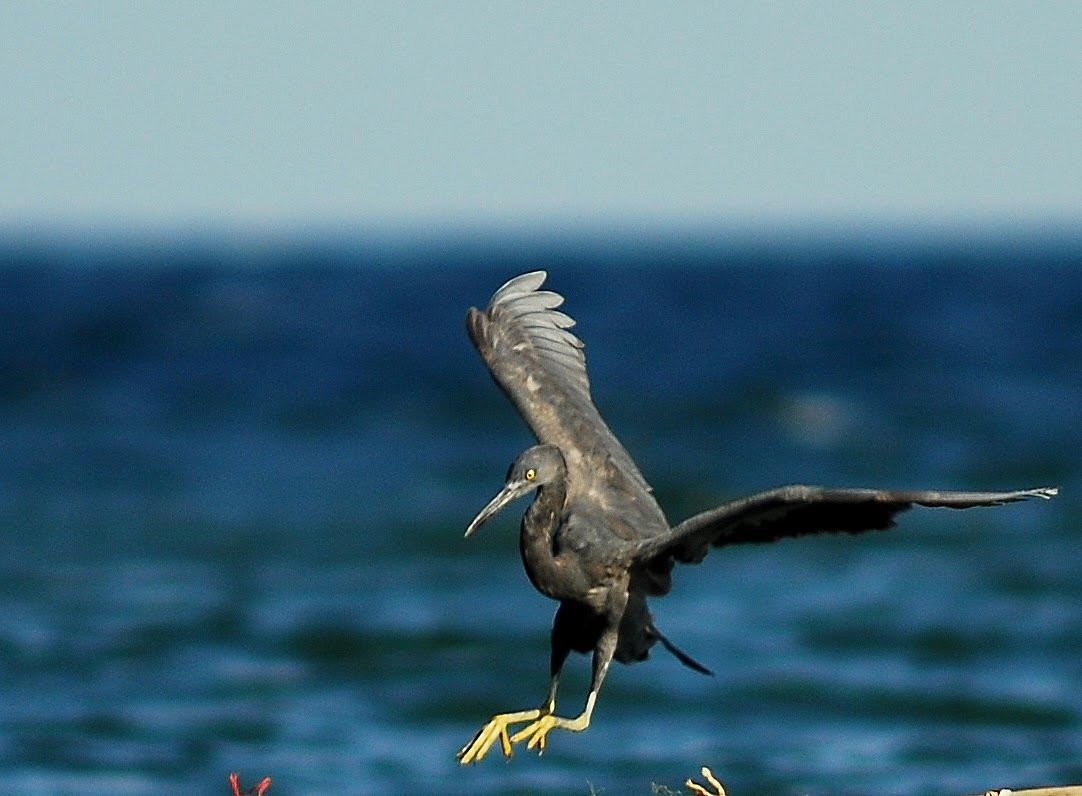岩鹭 (Egretta sacra)