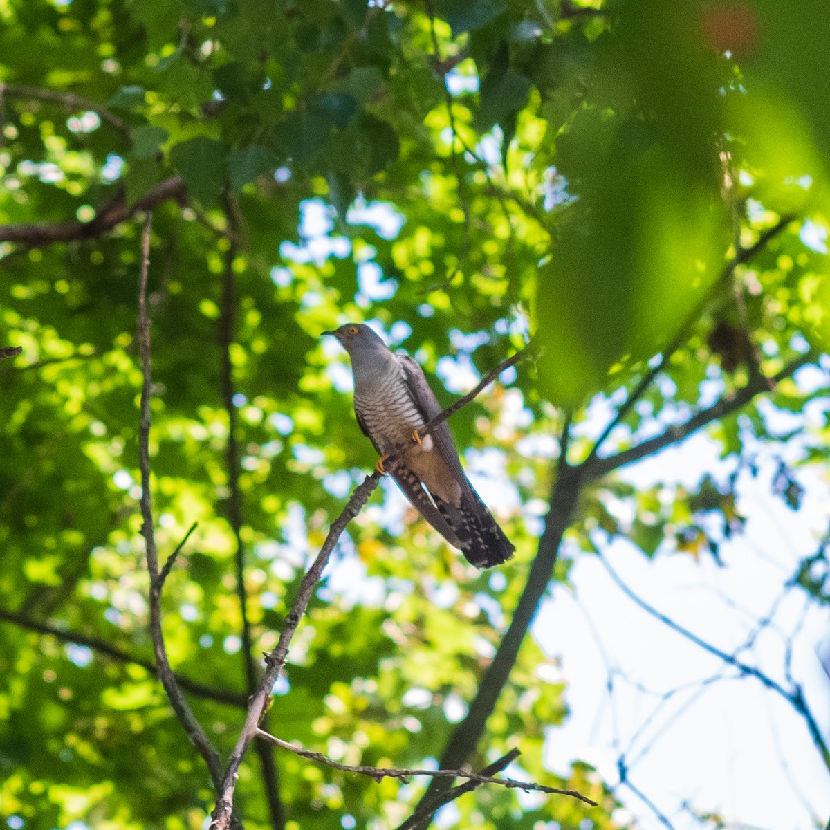 Common Cuckoo (Cuculus canorus)