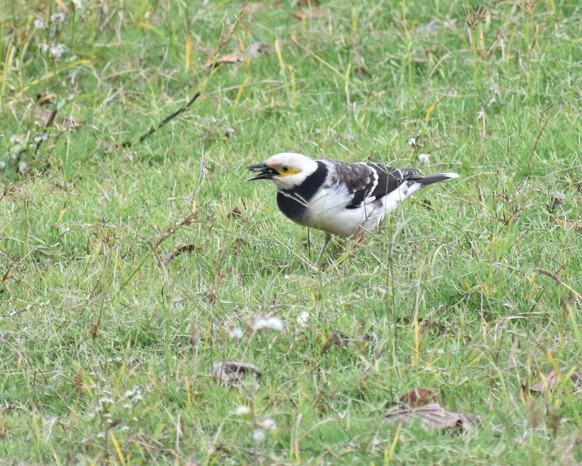 Black-collared Starling (Gracupica nigricollis)