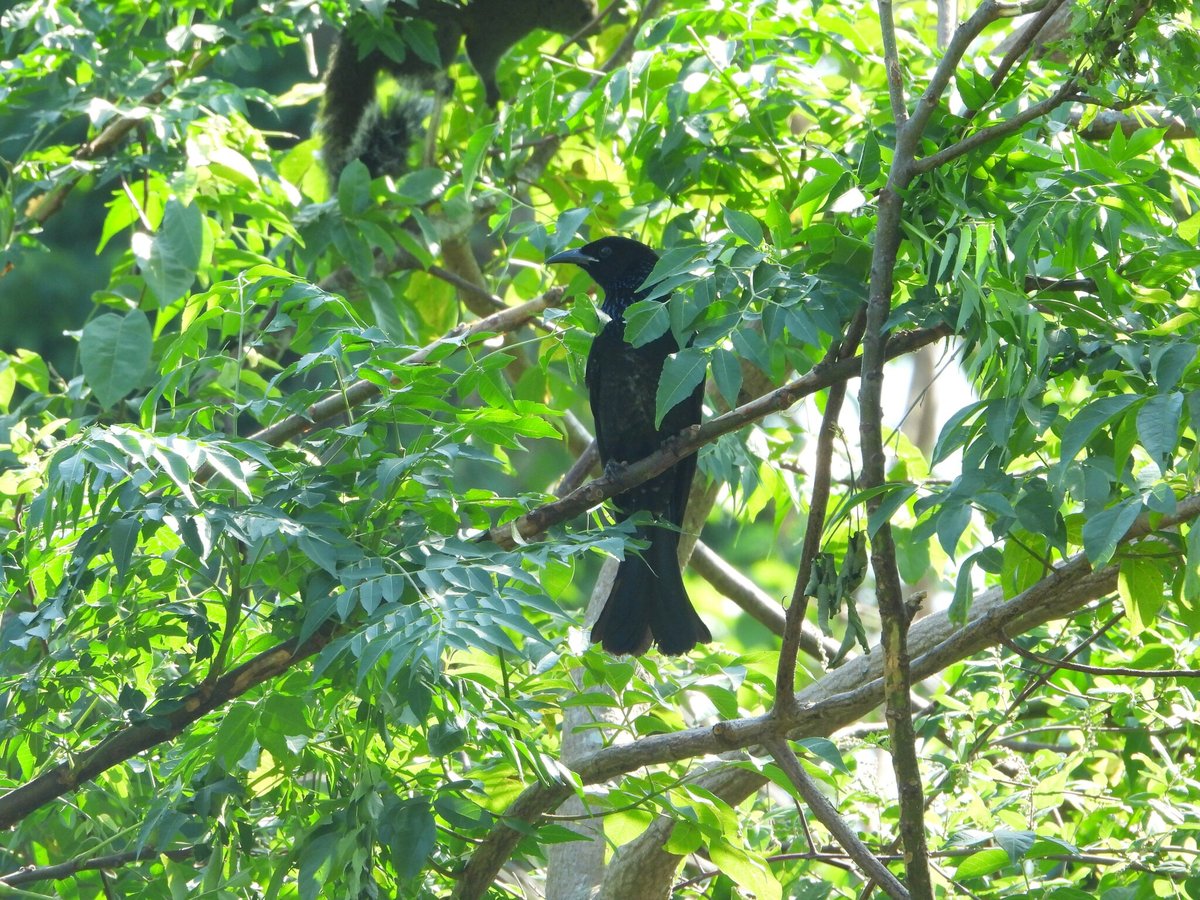 Hair-crested Drongo (Dicrurus hottentottus)
