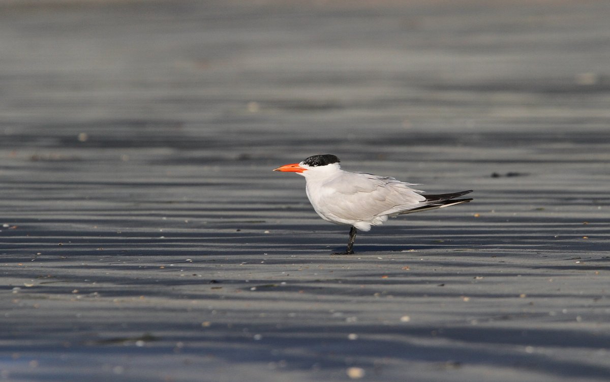 Caspian Tern (Hydroprogne caspia)