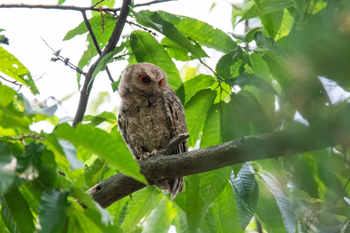 Japanese Scops Owl (Otus semitorques)