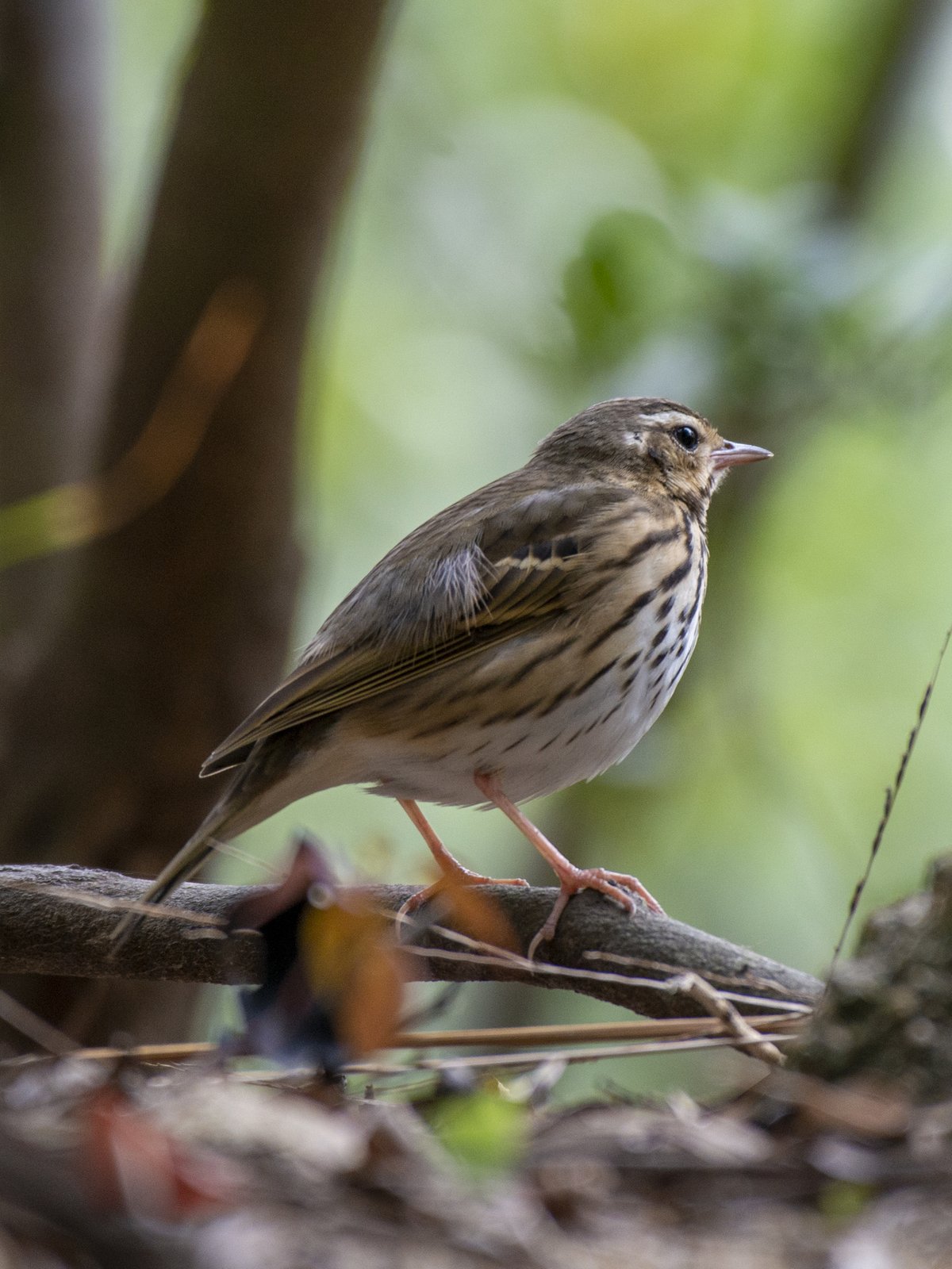 Olive-backed Pipit (Anthus hodgsoni)