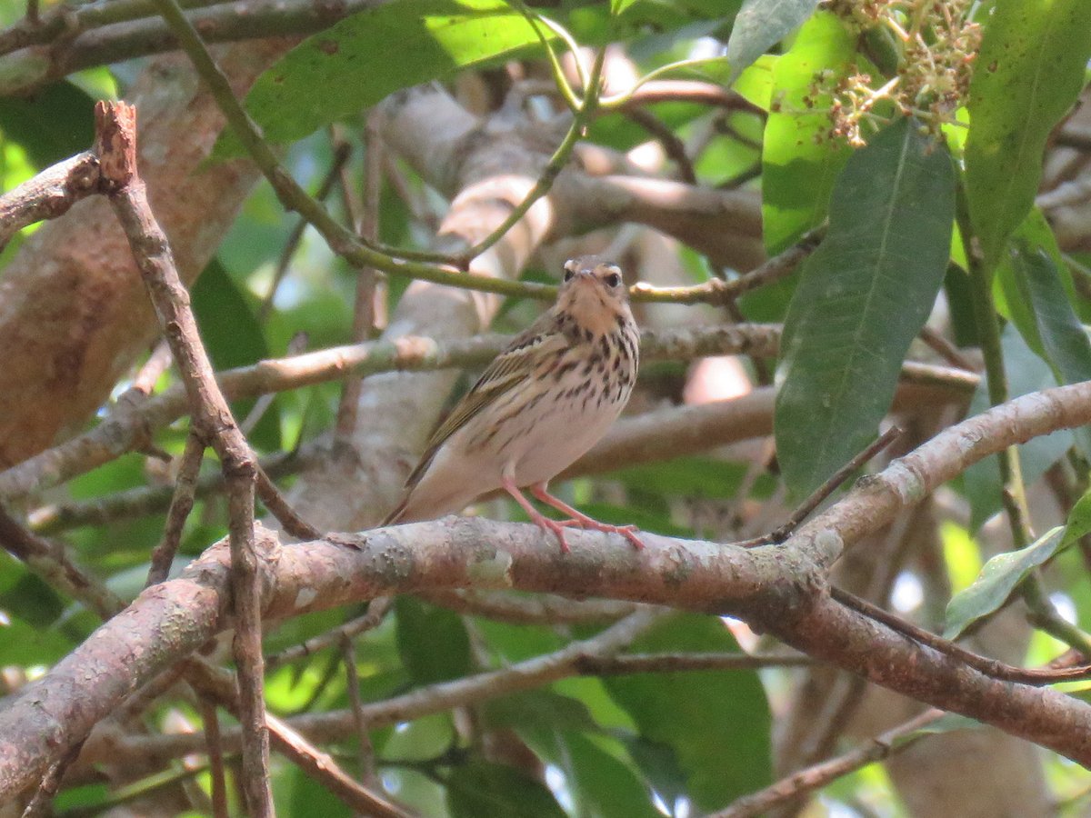 Olive-backed Pipit (Anthus hodgsoni)