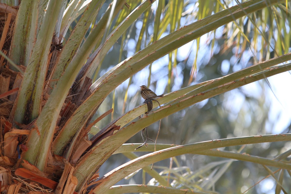 Olive-backed Pipit (Anthus hodgsoni)