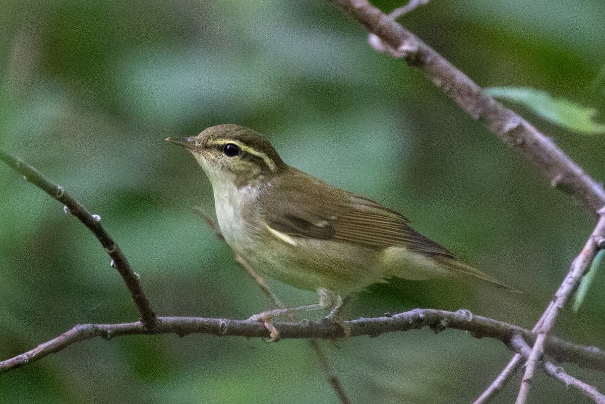 堪察加柳莺 (Phylloscopus examinandus)