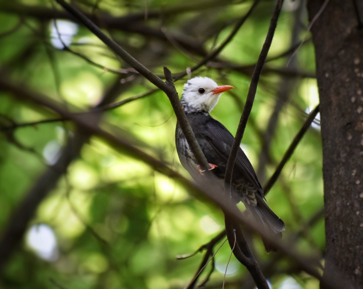 黑短脚鹎 (Hypsipetes leucocephalus)