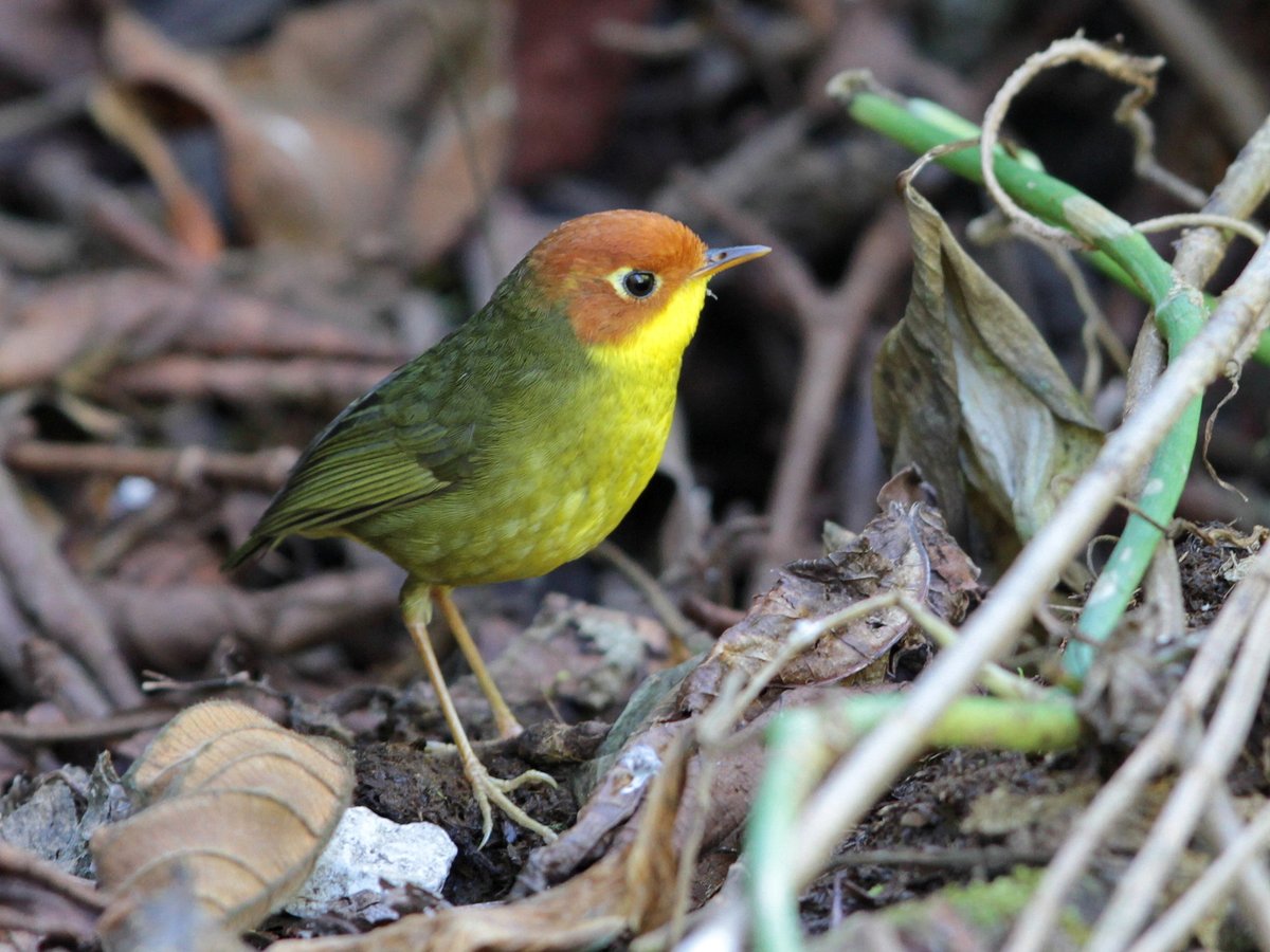 栗头树莺 (Cettia castaneocoronata)