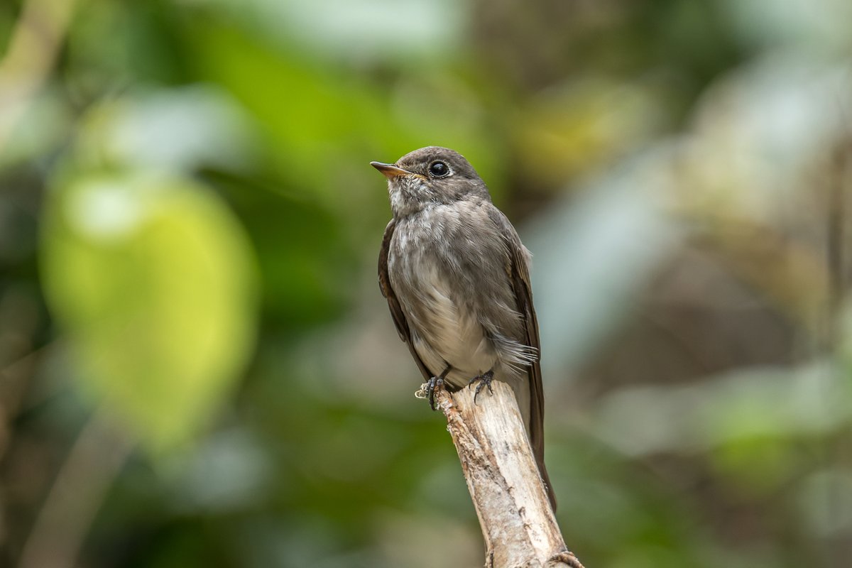 乌鹟 (Muscicapa sibirica)