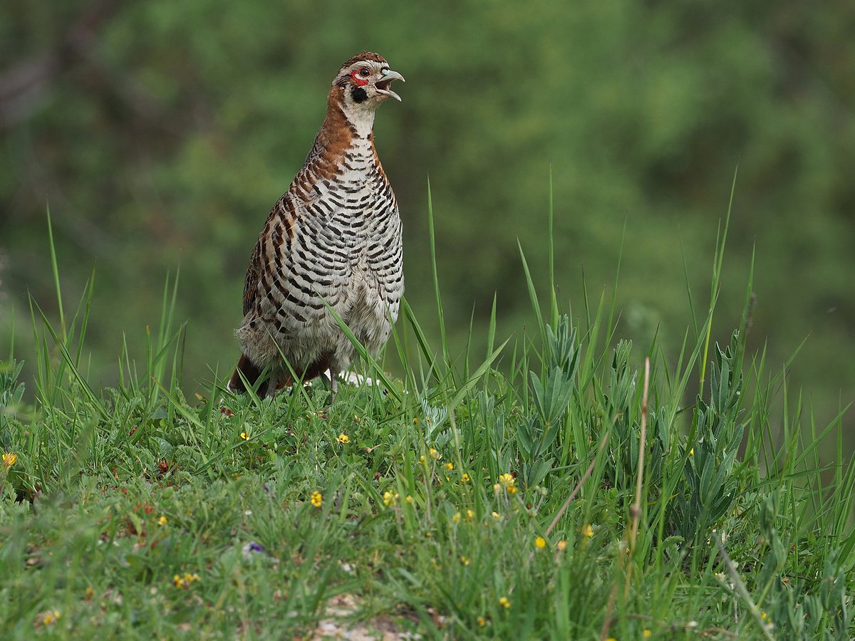 高原山鹑 (Perdix hodgsoniae)