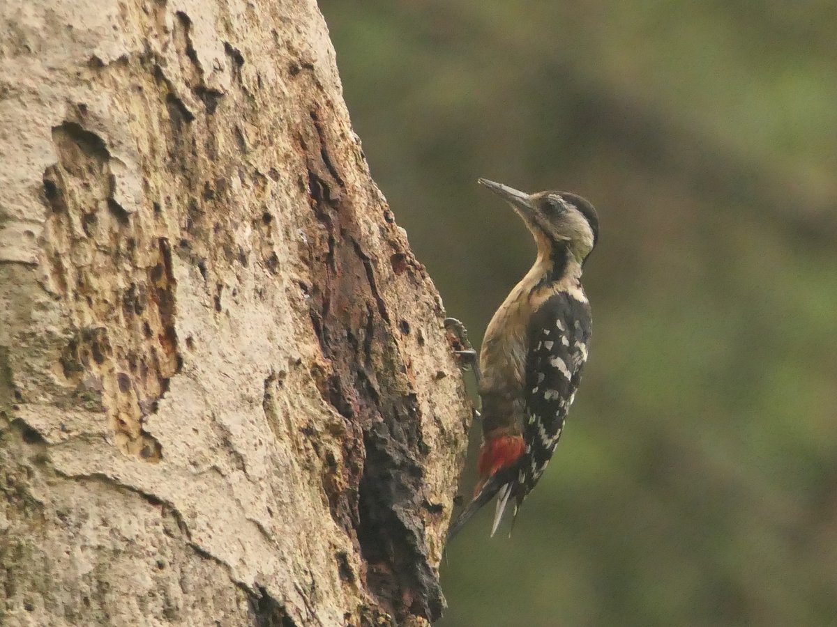 Fulvous-breasted Woodpecker (Dendrocopos macei)