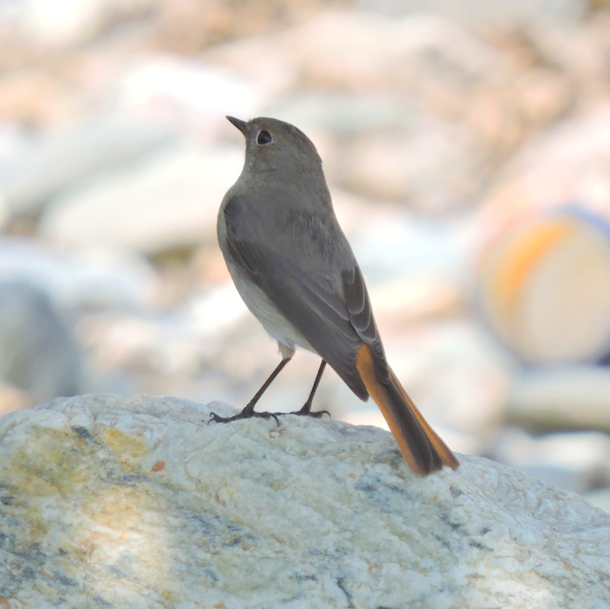 Hodgson's Redstart (Phoenicurus hodgsoni)