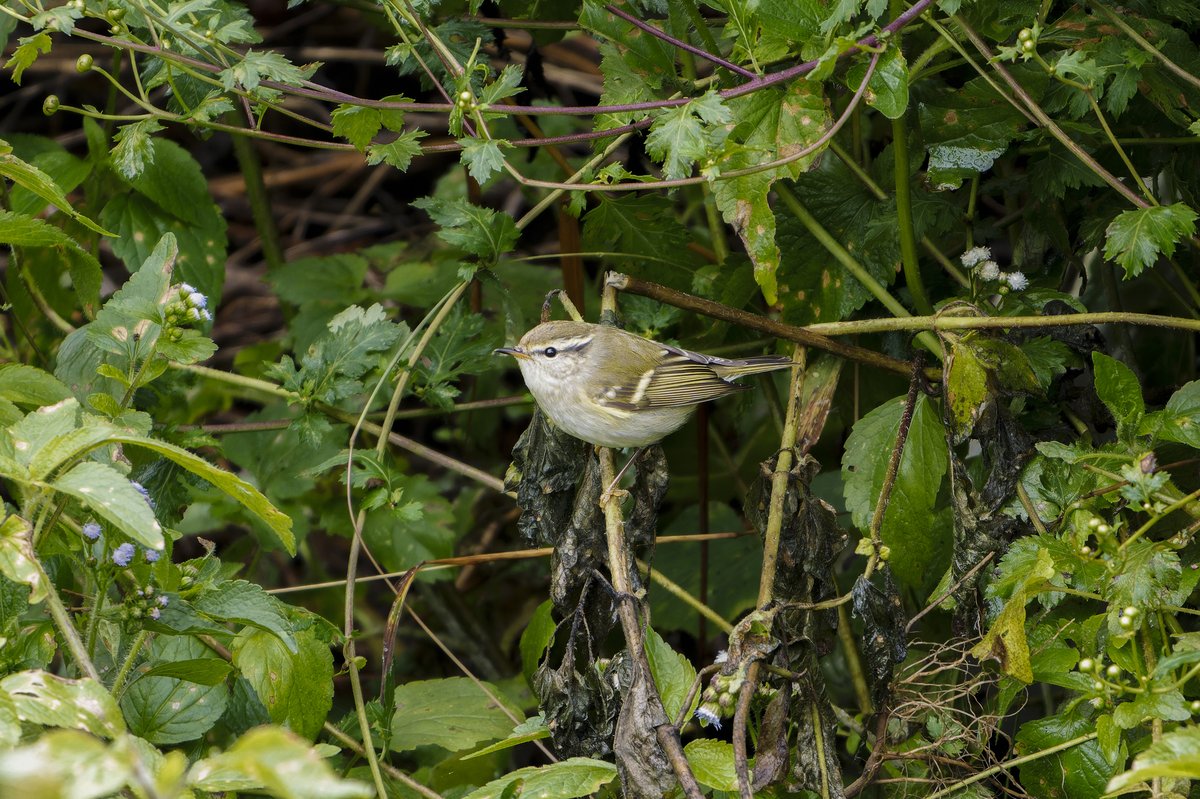 黄眉柳莺 (Phylloscopus inornatus)