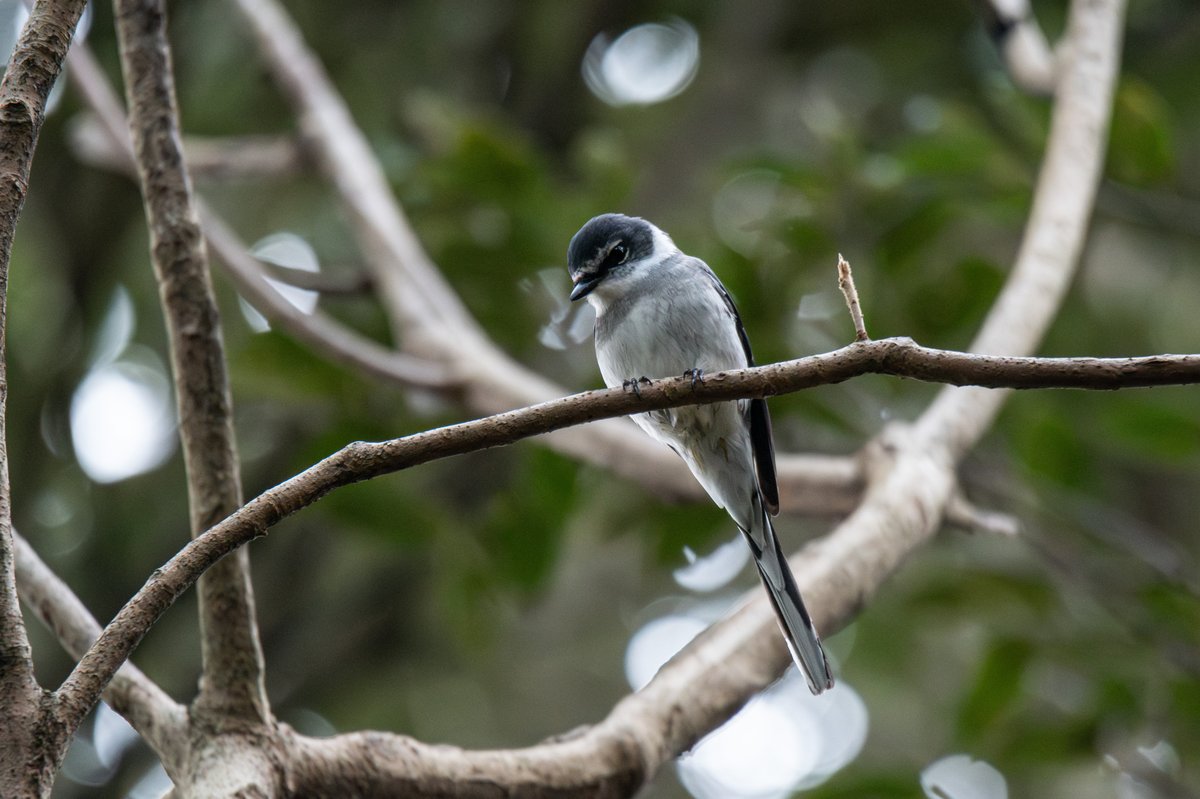 琉球山椒鸟 (Pericrocotus tegimae)