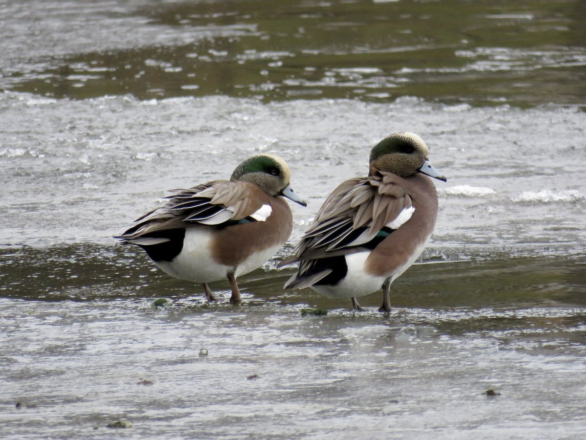 American Wigeon (Mareca americana)