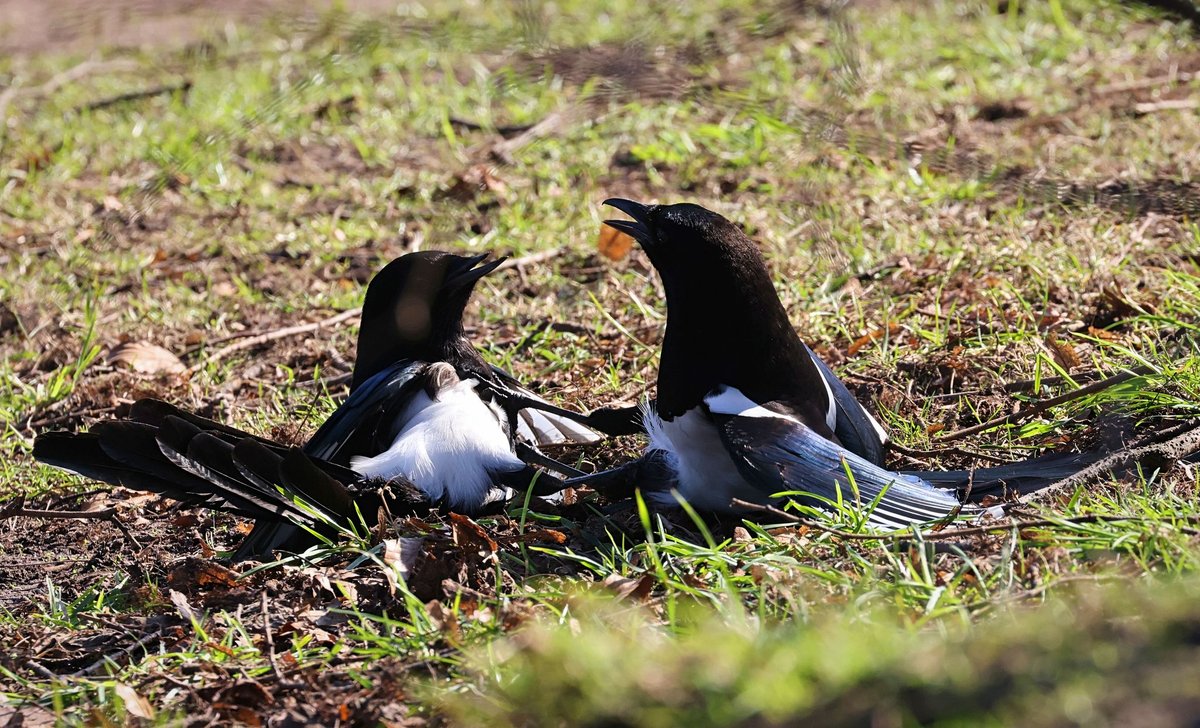 Eurasian Magpie (Pica pica)