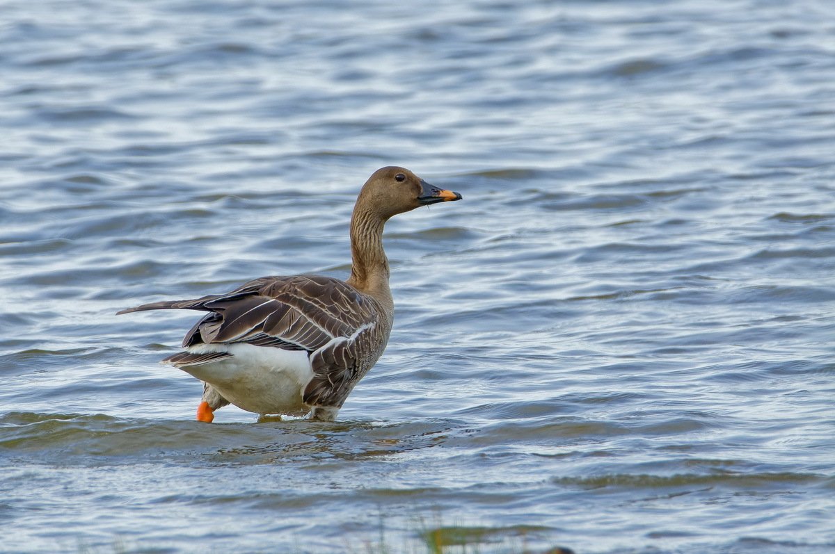 Taiga Bean Goose (Anser fabalis)