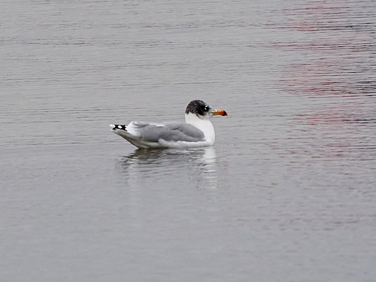 Pallas's Gull (Ichthyaetus ichthyaetus)