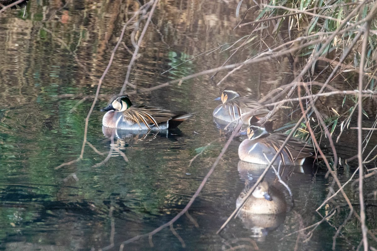 Baikal Teal (Sibirionetta formosa)
