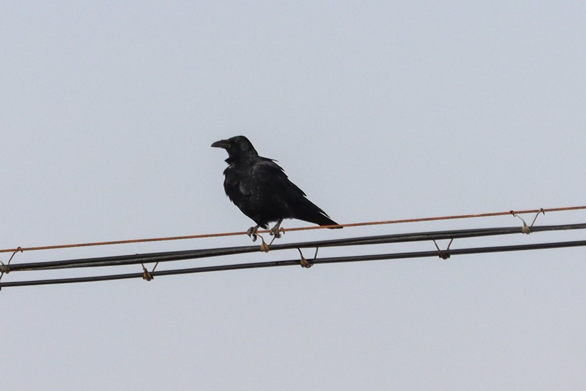 渡鸦 (Corvus corax)