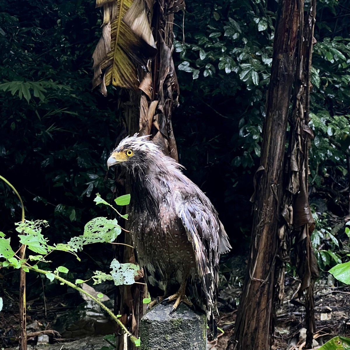 Crested Serpent Eagle (Spilornis cheela)