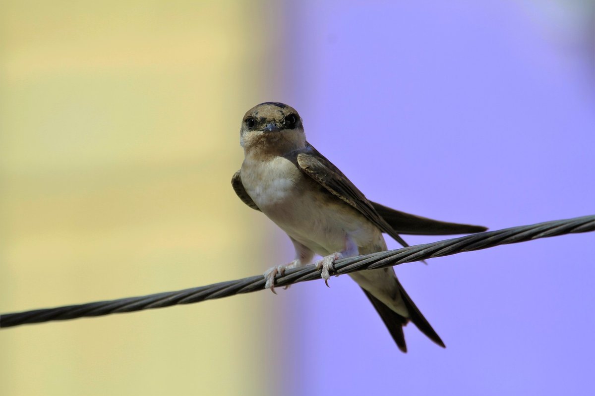 毛脚燕 (Delichon urbicum)