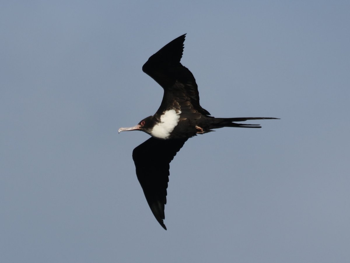 Great Frigatebird (Fregata minor)