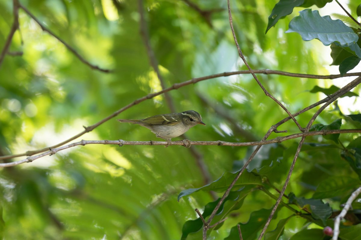 Claudia's Leaf Warbler (Phylloscopus claudiae)