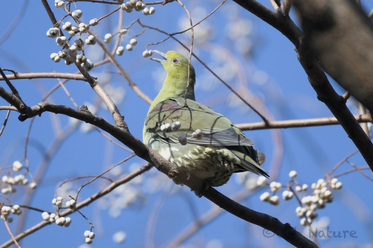 White-bellied Green Pigeon (Treron sieboldii)