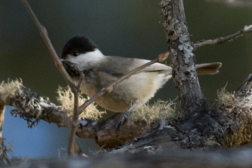 黑喉山雀 (Poecile hypermelaenus)