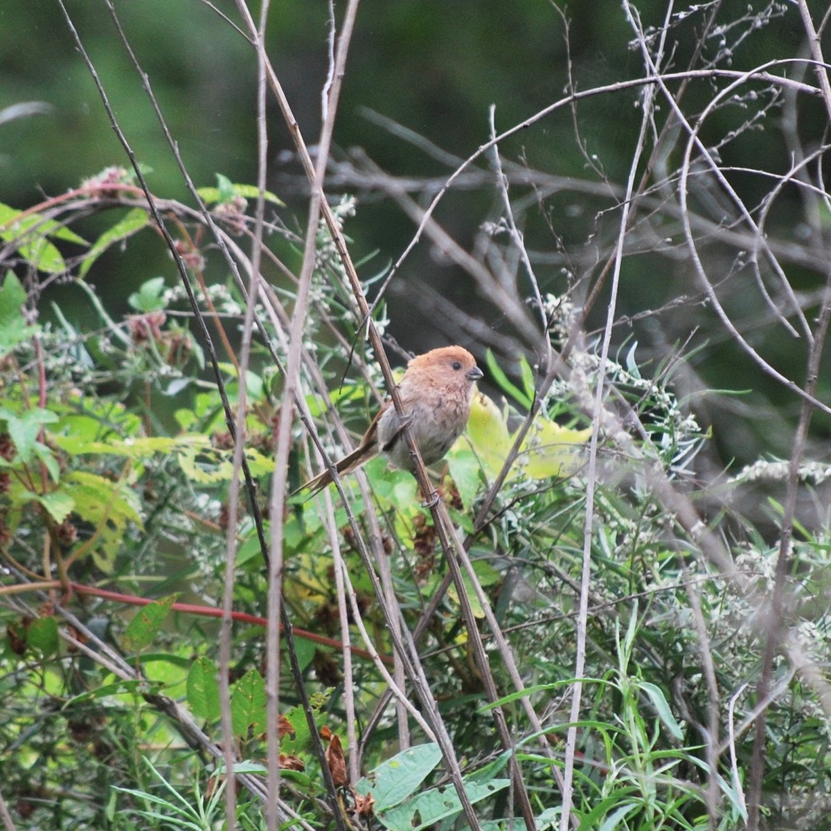 Vinous-throated Parrotbill (Suthora webbiana)