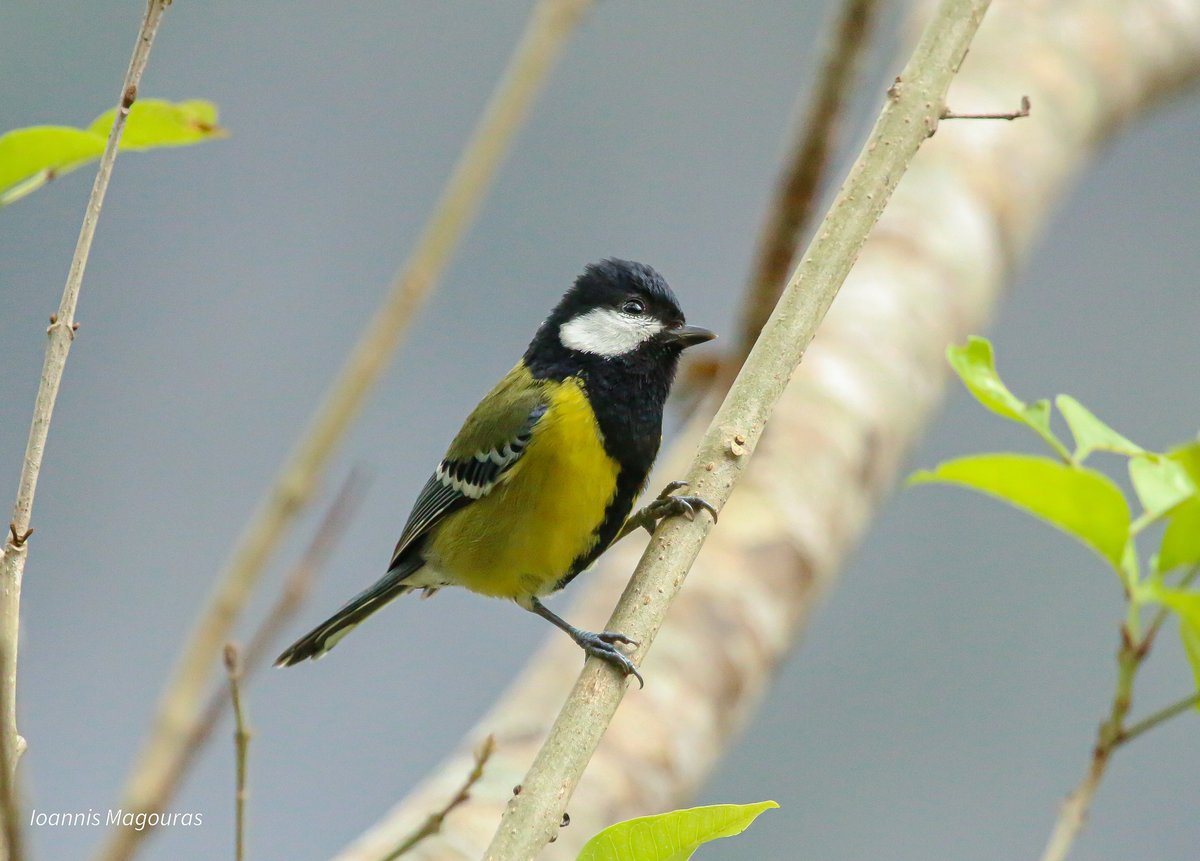 Green-backed Tit (Parus monticolus)