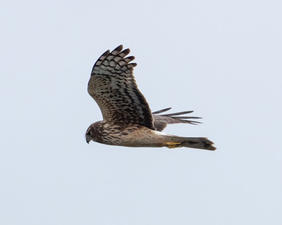 Hen Harrier (Circus cyaneus)