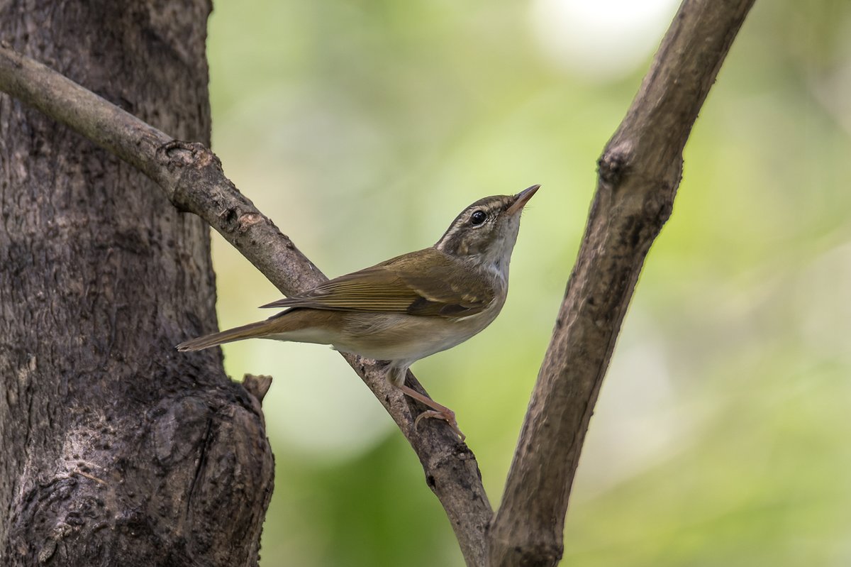 Pale-legged Leaf Warbler (Phylloscopus tenellipes)