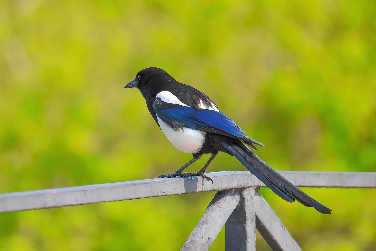 Oriental Magpie (Pica serica)