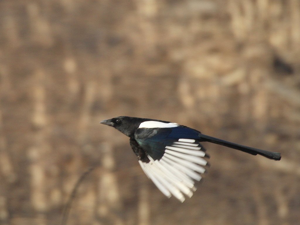 Oriental Magpie (Pica serica)