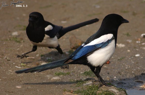 Oriental Magpie (Pica serica)