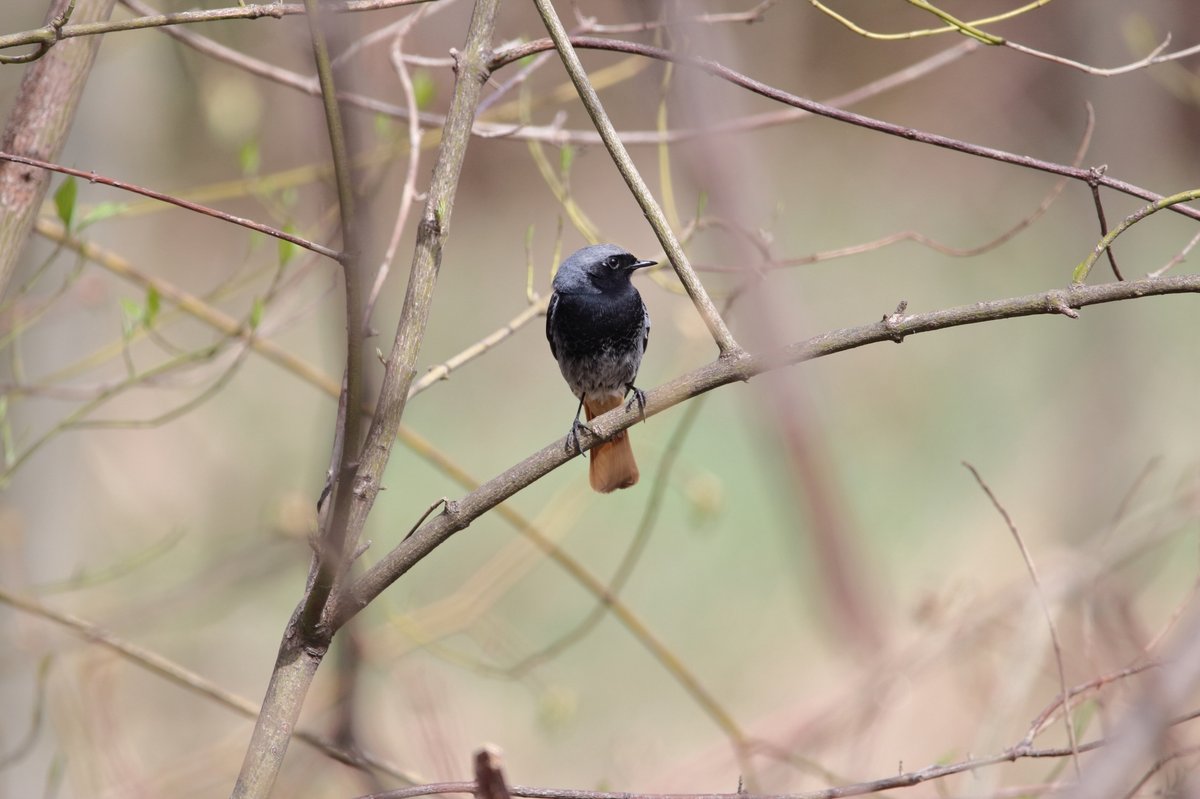 Black Redstart (Phoenicurus ochruros)