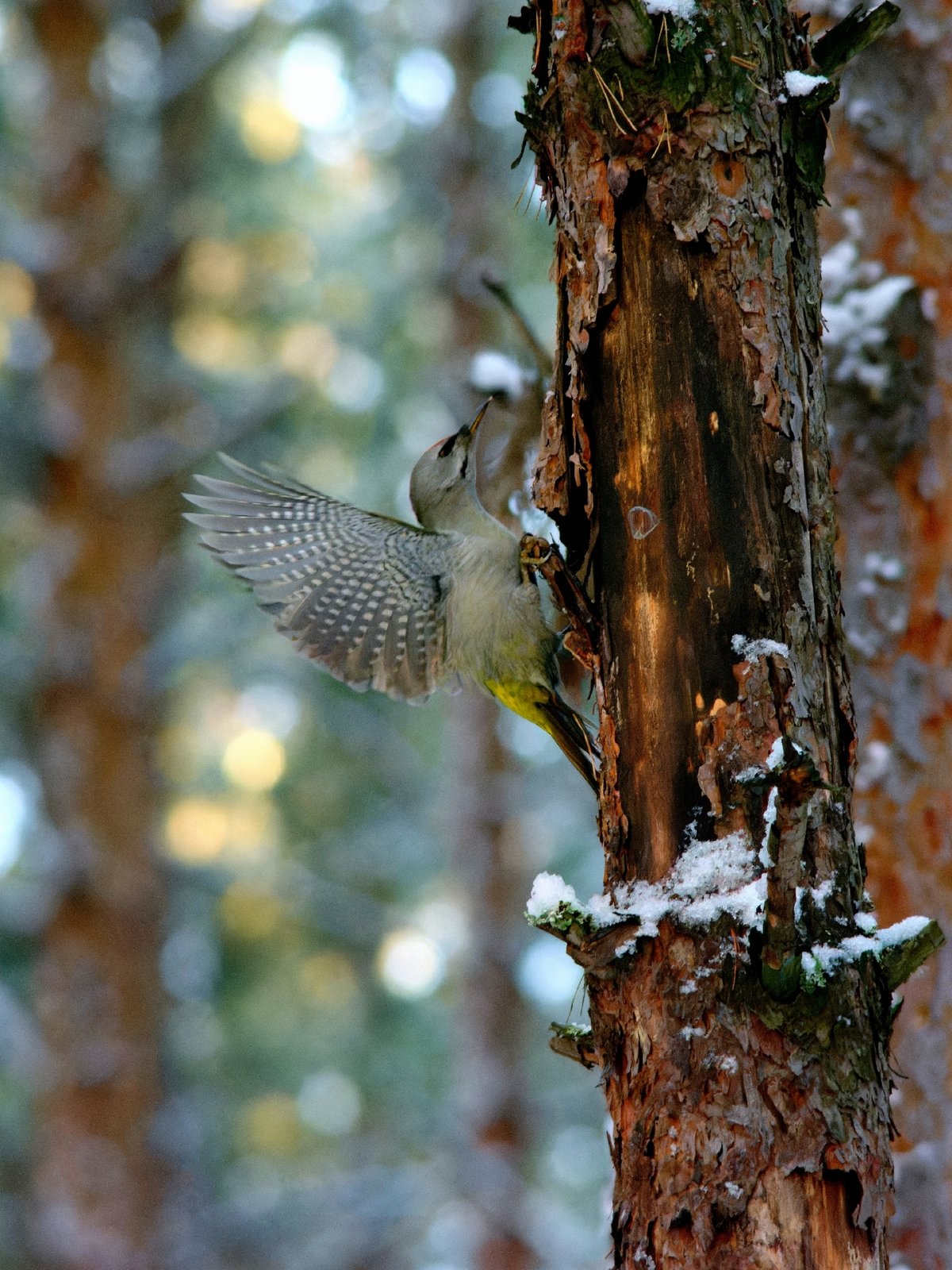 灰头绿啄木鸟 (Picus canus)